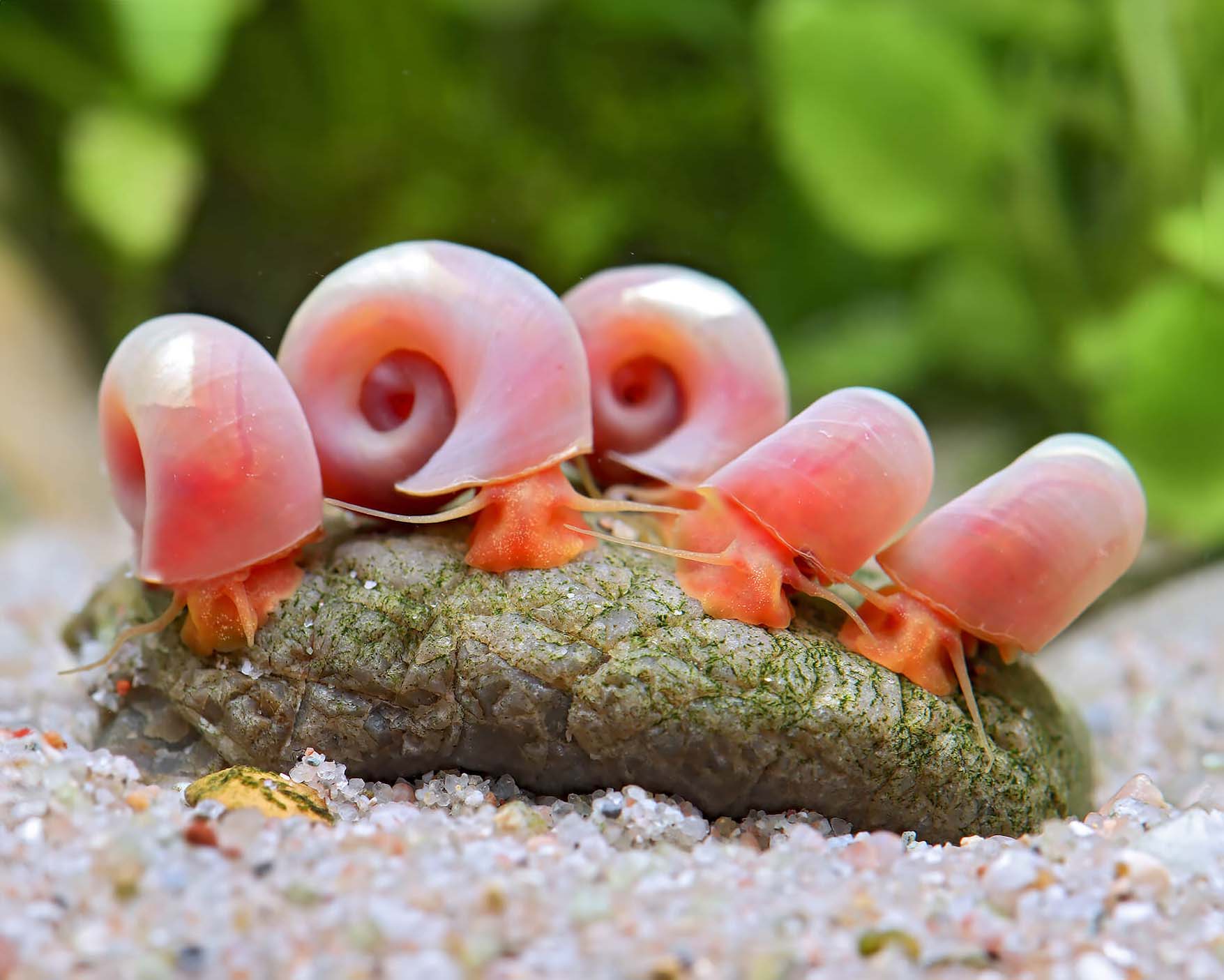 Pink ramshorn snail (Planorbella duryi duryi)